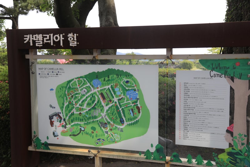 제주도가볼만한곳 카멜리아 힐 입장권 할인부터 알짜배기 관람 노하우까지