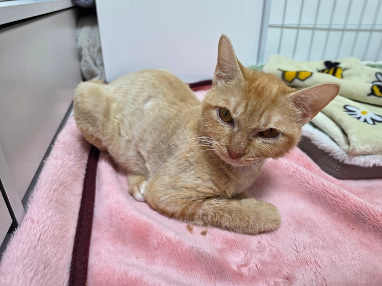  고양이 발작 전조증상 이후 지켜보는 모카 컨디션