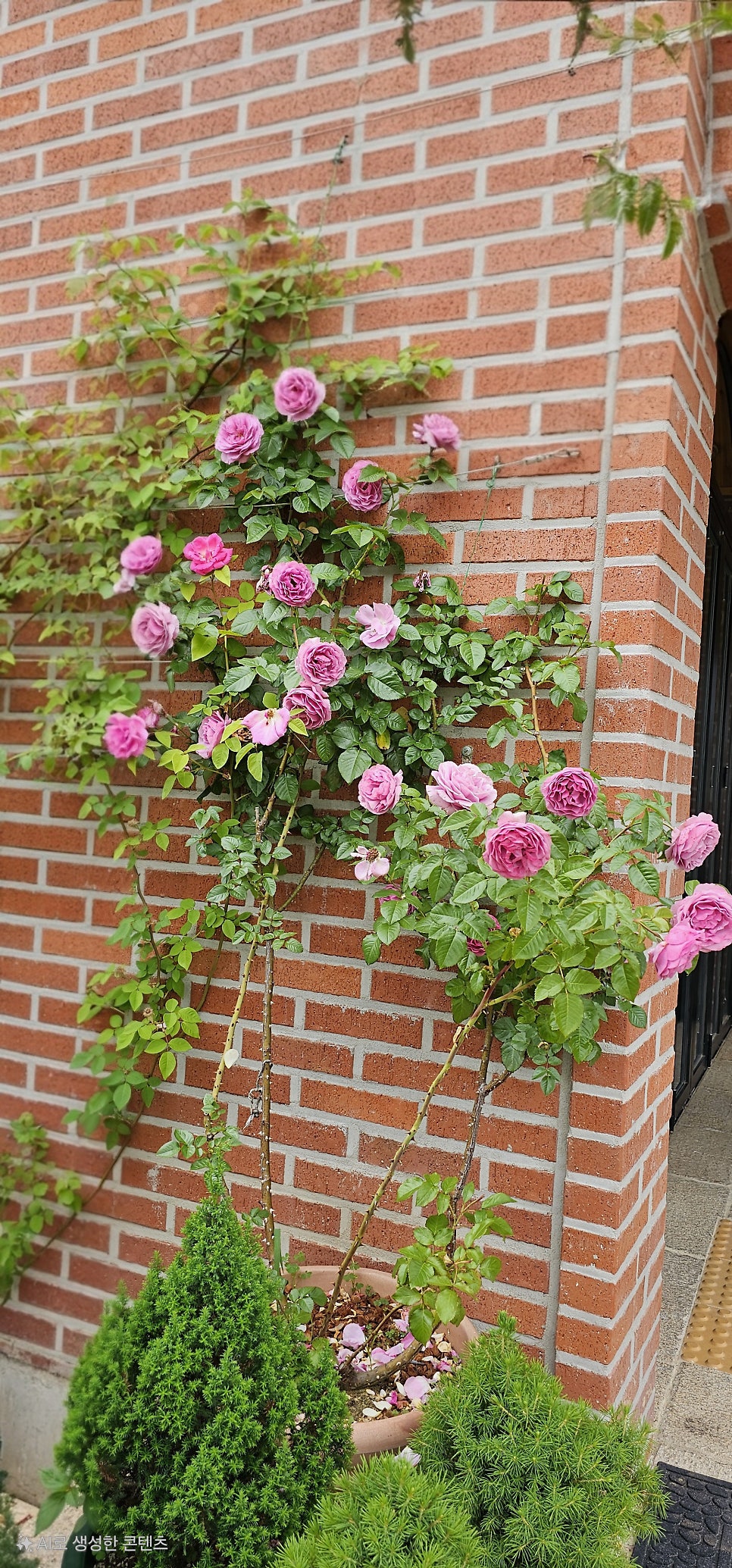 밍스가든 사진 2
