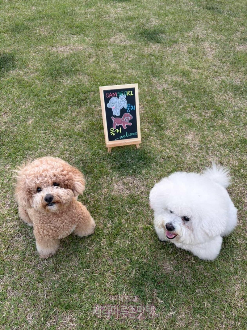[밀양] 반값여행 자세한 신청 방법 후기 꿀팁 / 강아지랑 여행 / 여유롭고 힐링됐던 밀양