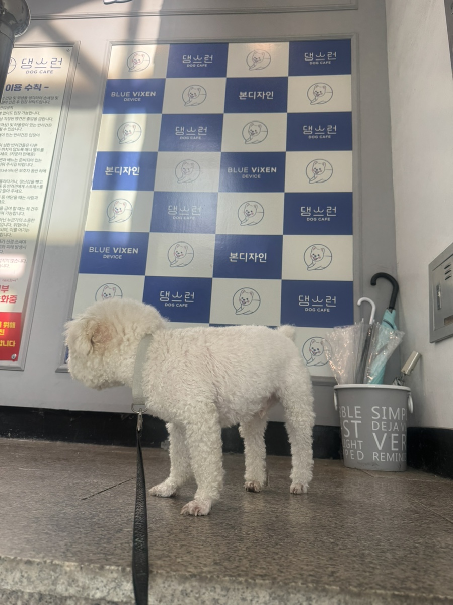 댕스런 사진 3
