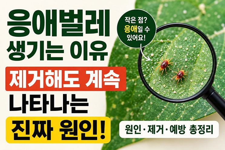  응애벌레 생기는 이유 제거해도 계속 나타나는 진짜 원인
