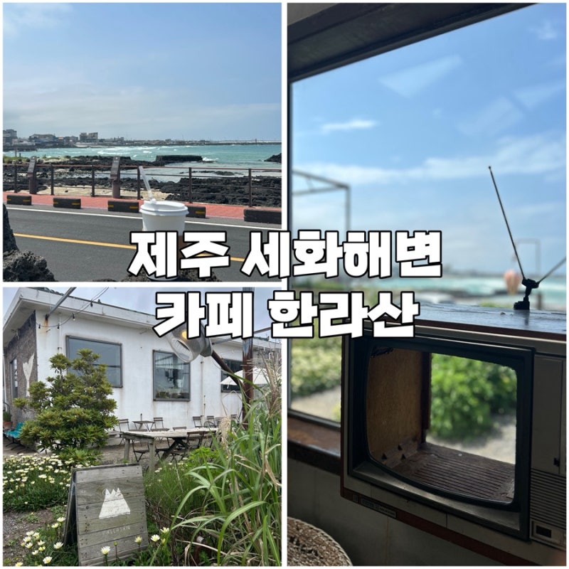 [제주] 카페 한라산 세화해수욕장 근처 분위기 좋은 오션뷰카페 고양이 제주동쪽코스