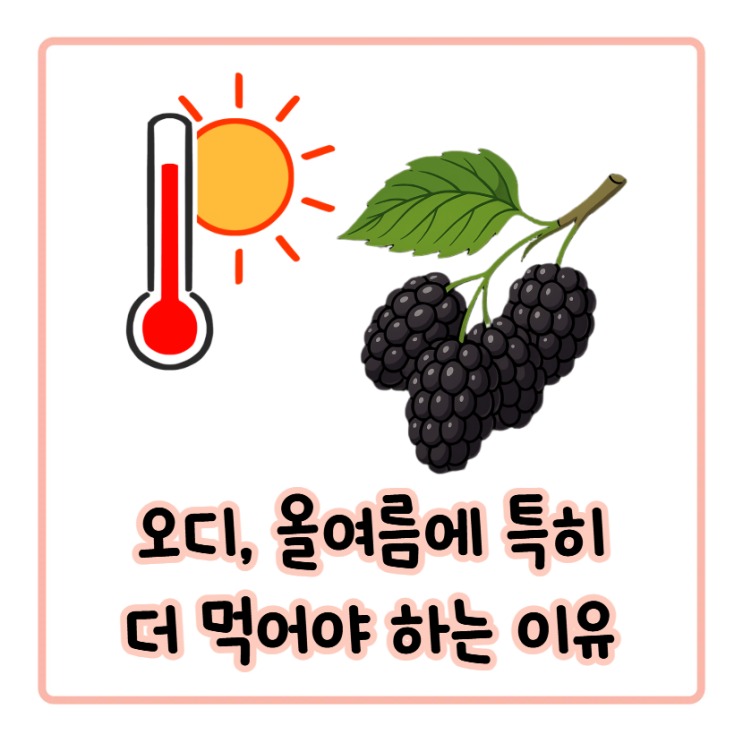  특히 올여름, 오디의 효능이 빛을 발하는 이유