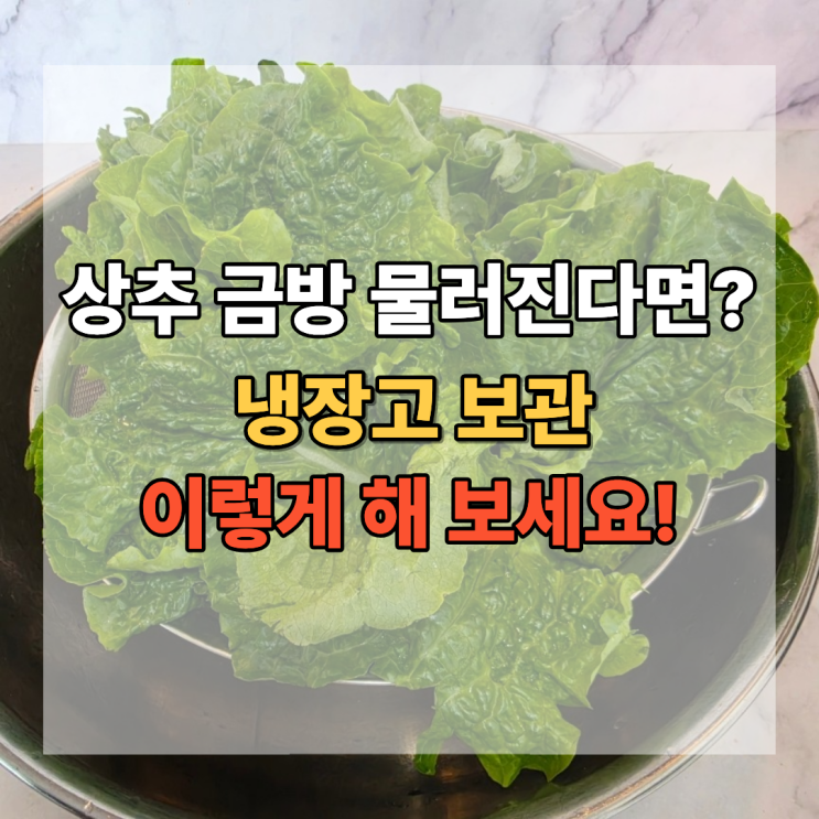  상추 금방 물러진다면? 냉장고 보관 이렇게 해보세요