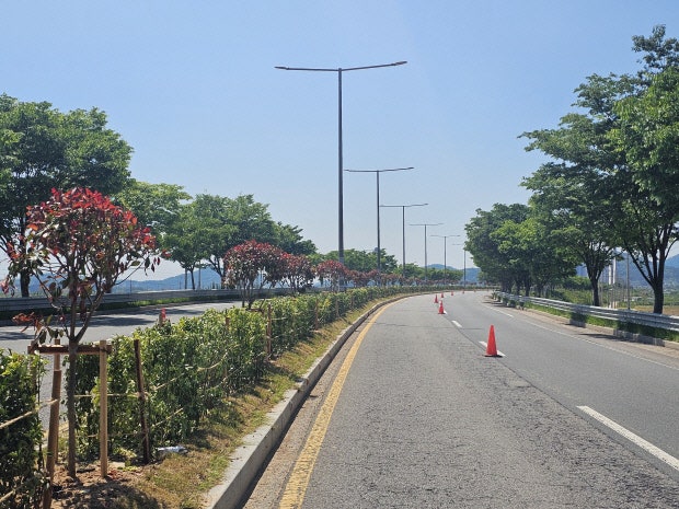 가로수 사진 2