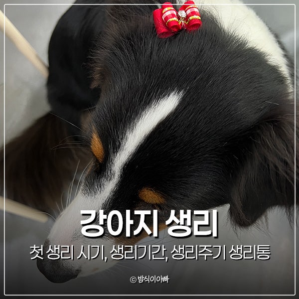 강아지 생리 총정리 : 첫 생리 시기, 생리기간, 생리주기, 생리통