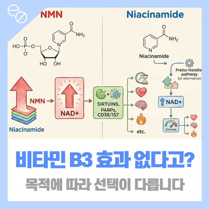 NR과 NMN은 맞고, 나이아신아미드는 틀렸다고요?