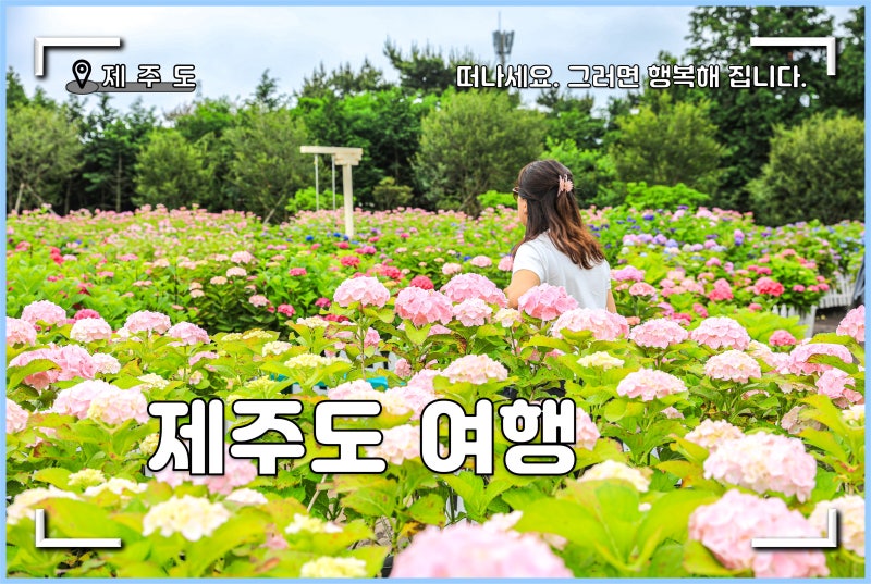 제주 휴애리 수국축제 제주도 수국명소 여행