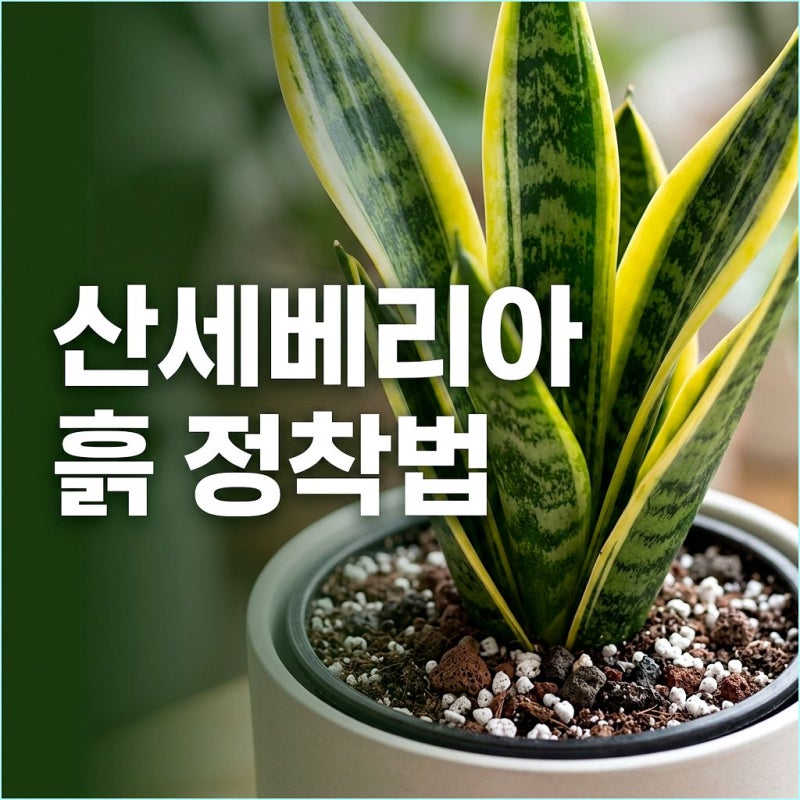 물꽂이 산세베리아 흙 정착? 뿌리 안 썩는 마법의 흙 배합