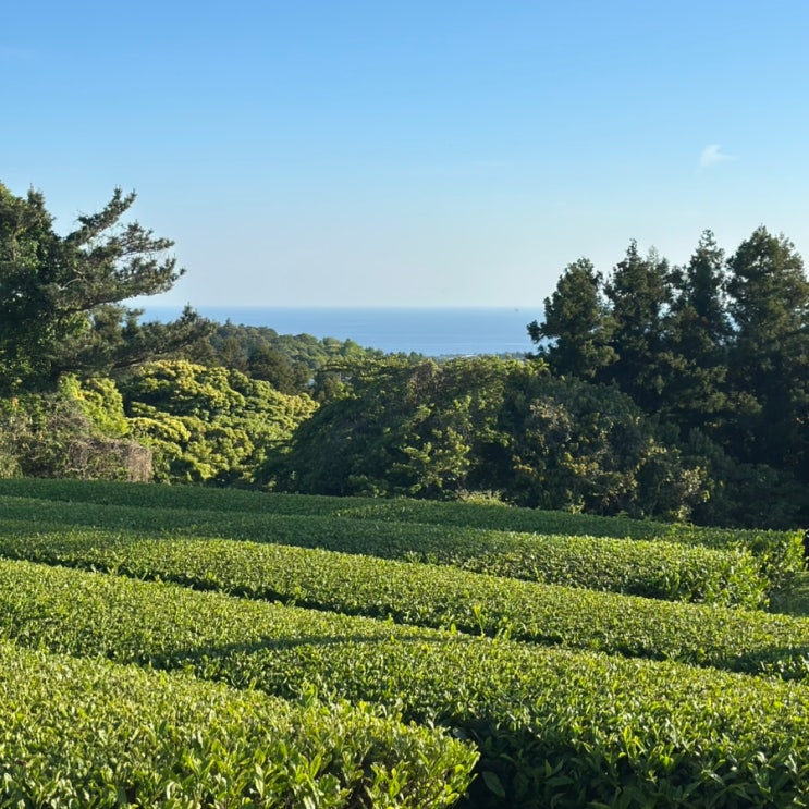  제주도여행 한적하고 예뻤던 녹차밭 도순다원 리뷰.