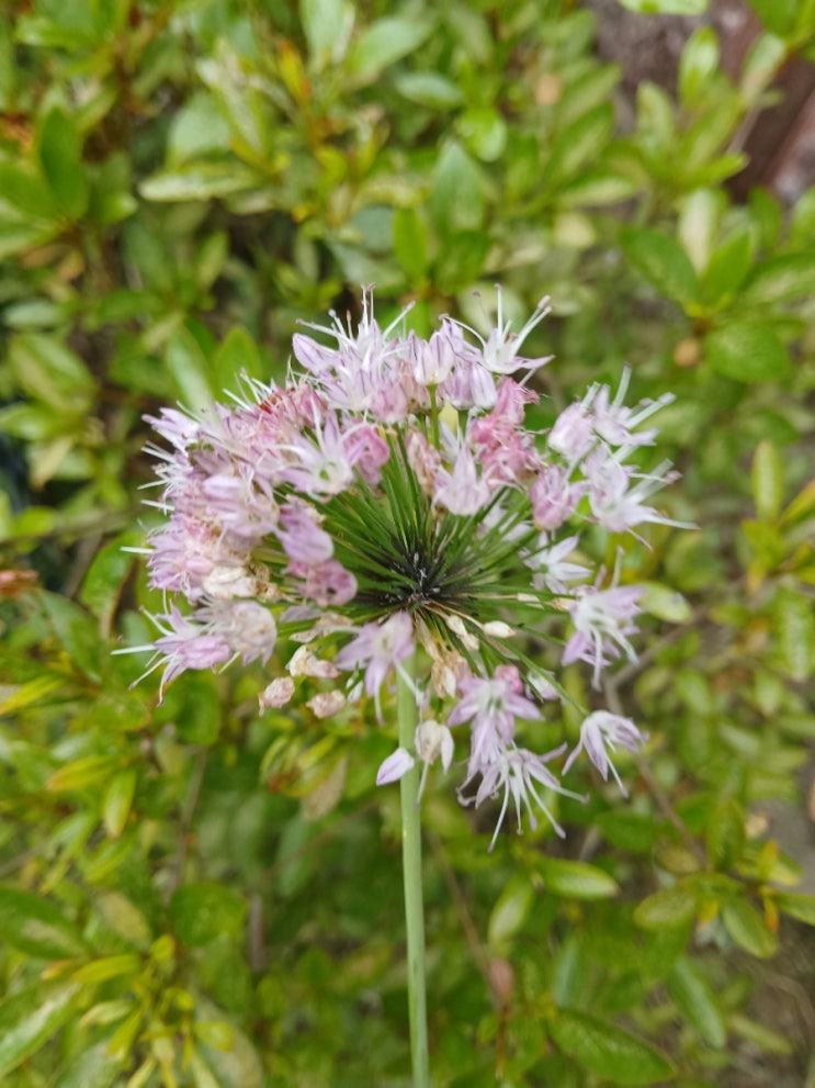  산 달래 씨앗과 달래 꽃 (Wild Chive Seeds and Wild Chive Flower)
