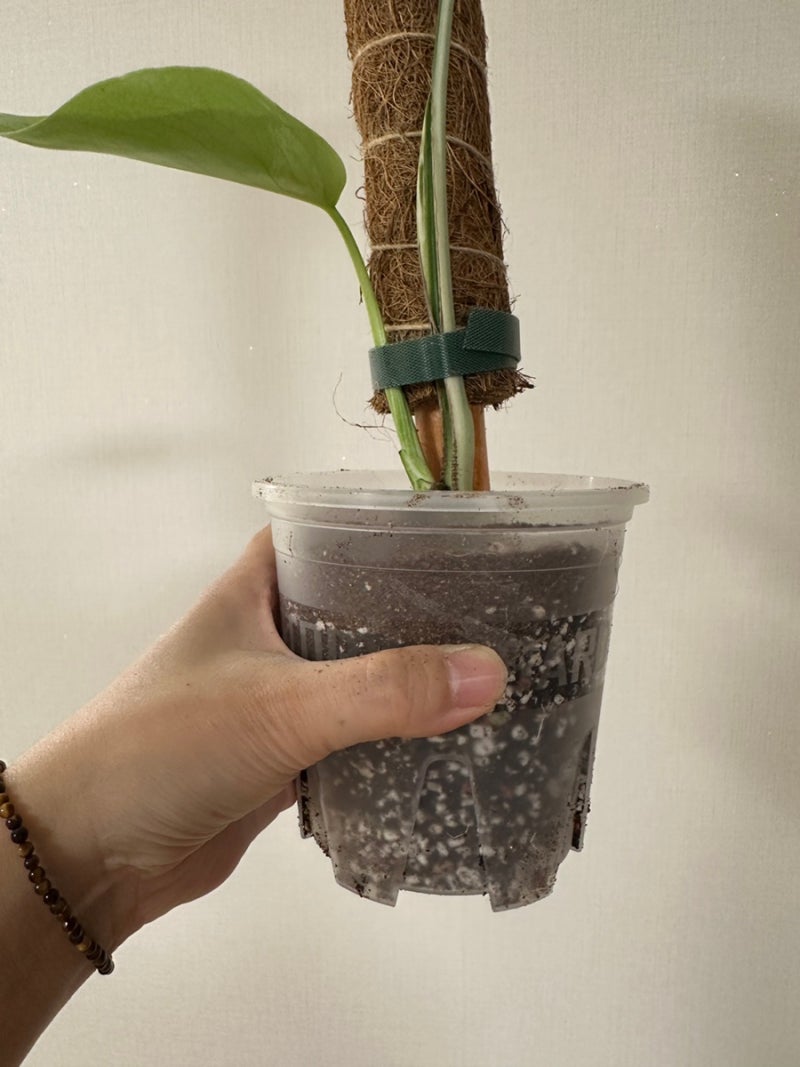잔뿌리내린 알보 몬스테라, 흙맛보여주기. 다이소 슬릿분으로 분갈이
