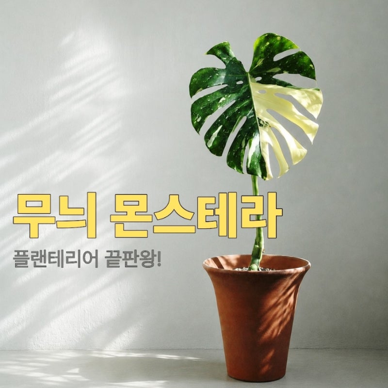 플랜테리어 끝판왕 무늬 몬스테라 인기 종류 정리