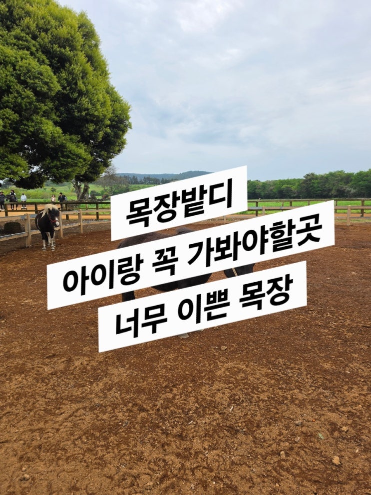  제주 3일차 (철수 그리고 밭디 목장)
