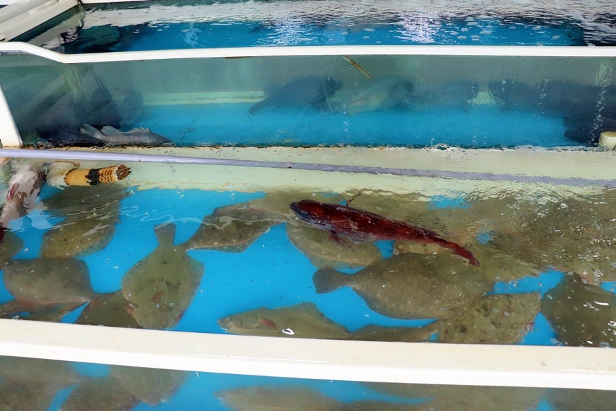변산횟집 사진 4