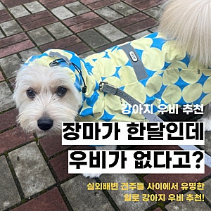 대형견우비 추천 일로 강아지 우비 내돈내산 후기 7.8kg 믹스견 L사이즈