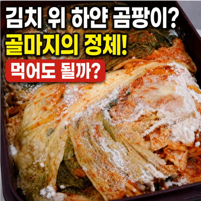 김치 위 하얀 곰팡이? 버리지 마세요… 대부분 ‘이것’ 때문입니다