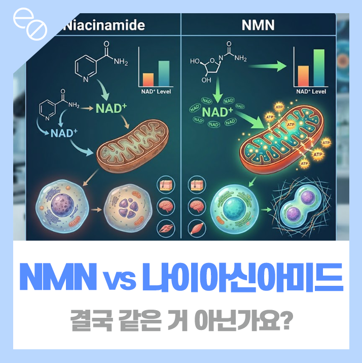 NMN vs 나이아신아미드, 결국 같은 거 아닌가요?