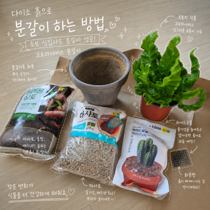 다이소 흙으로 분갈이 하는 방법 식초보 해냈다! 성공 후기
