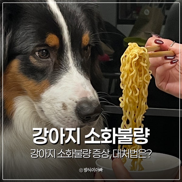 강아지 소화불량 증상, 대처법은?