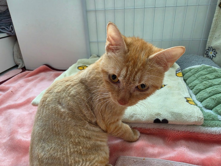 고양이 압박 배뇨로 화가 늘어난 모카