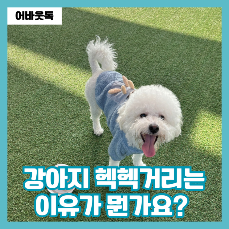  강아지 헥헥거림 원인 체온 조절 스트레스 구분 방법