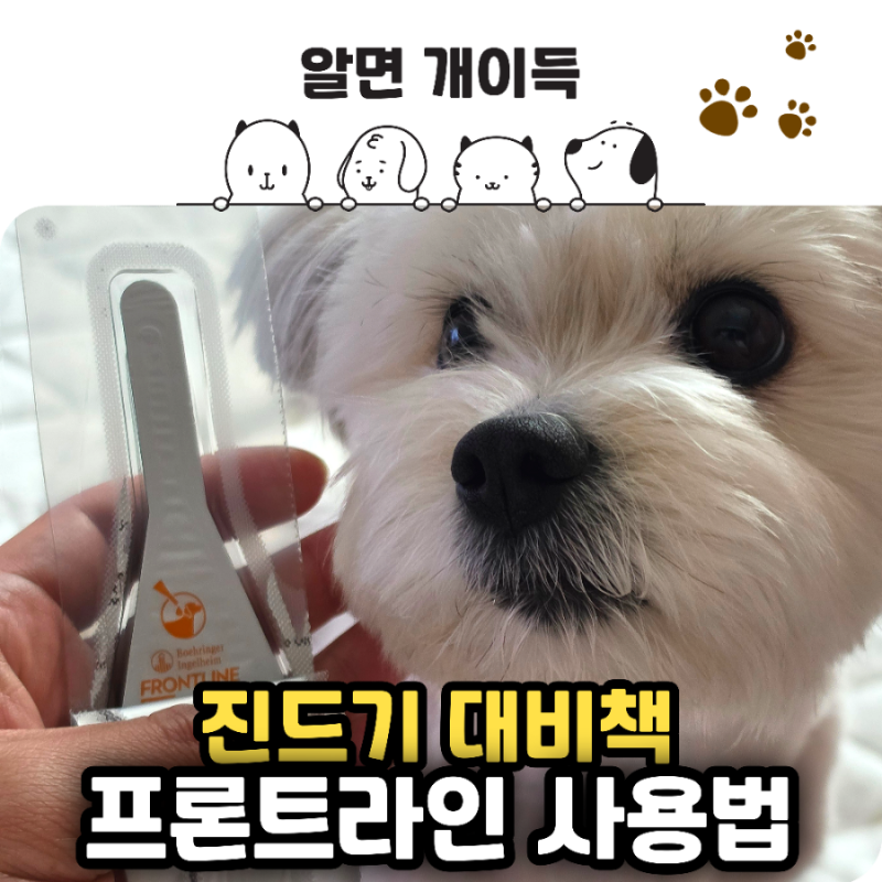 강아지 진드기 예방, 프론트라인 바르는 방법