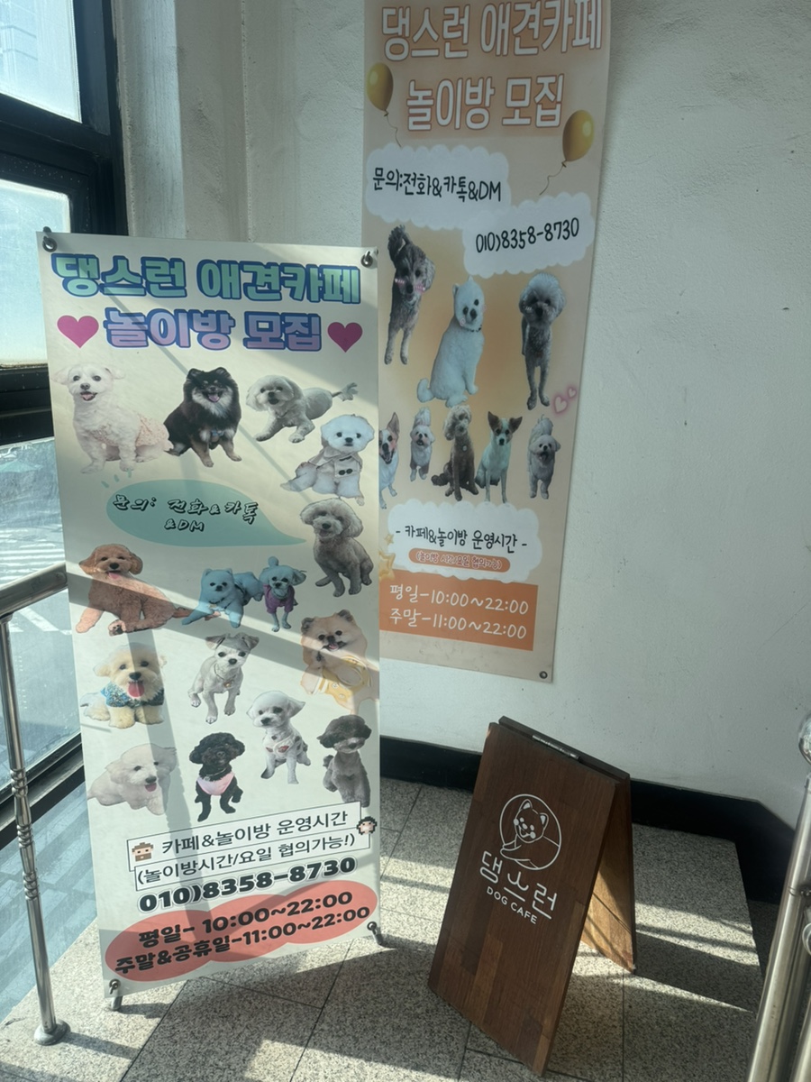 댕스런 사진 2