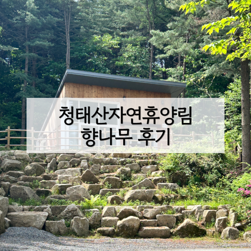 횡성 청태산자연휴양림 향나무 후기 | 횡성여행