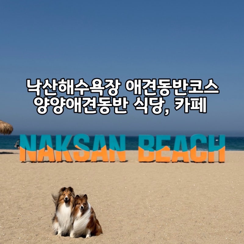 양양 애견동반 여행코스 | 강아지랑 낙산해수욕장 뽕마루 식당, 에센시아 카페 후기