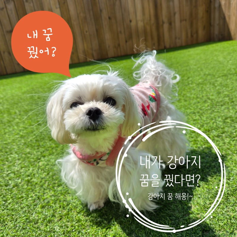 강아지가 나오는 꿈의 의미와 상황별 심리분석