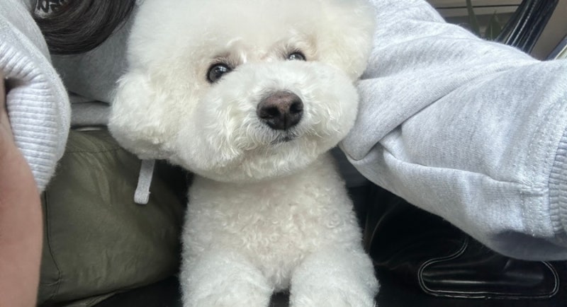 귀여운 강아지 회사 컴퓨터 배경화면 추천