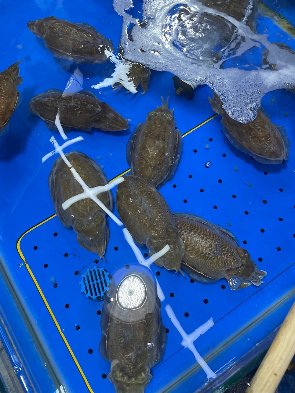 통영충무김밥 사진 4