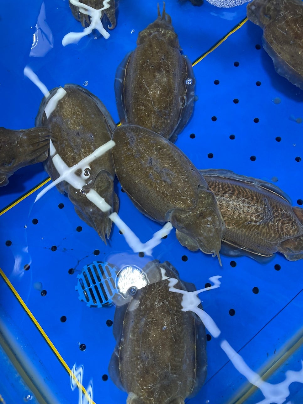 통영충무김밥 사진 3