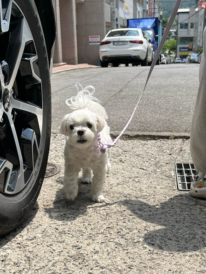 보드미동물병원 사진 1