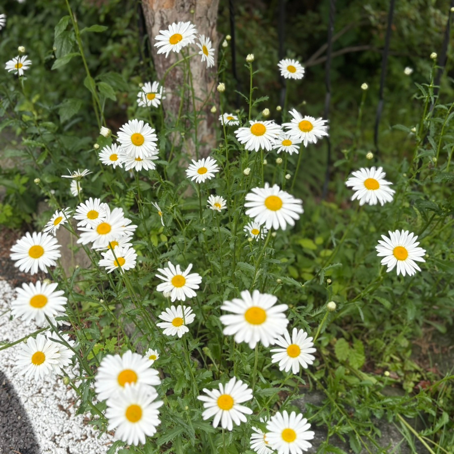 고모리 산유화 한상 사진 3