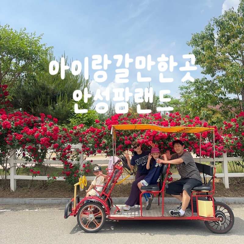 경기도아이랑갈만한곳 안성팜랜드 호밀밭축제 코스모스 장미명소 주말후기