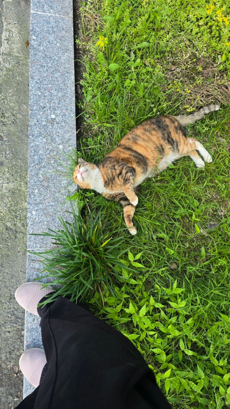 구내염 길고양이 폴라 근황