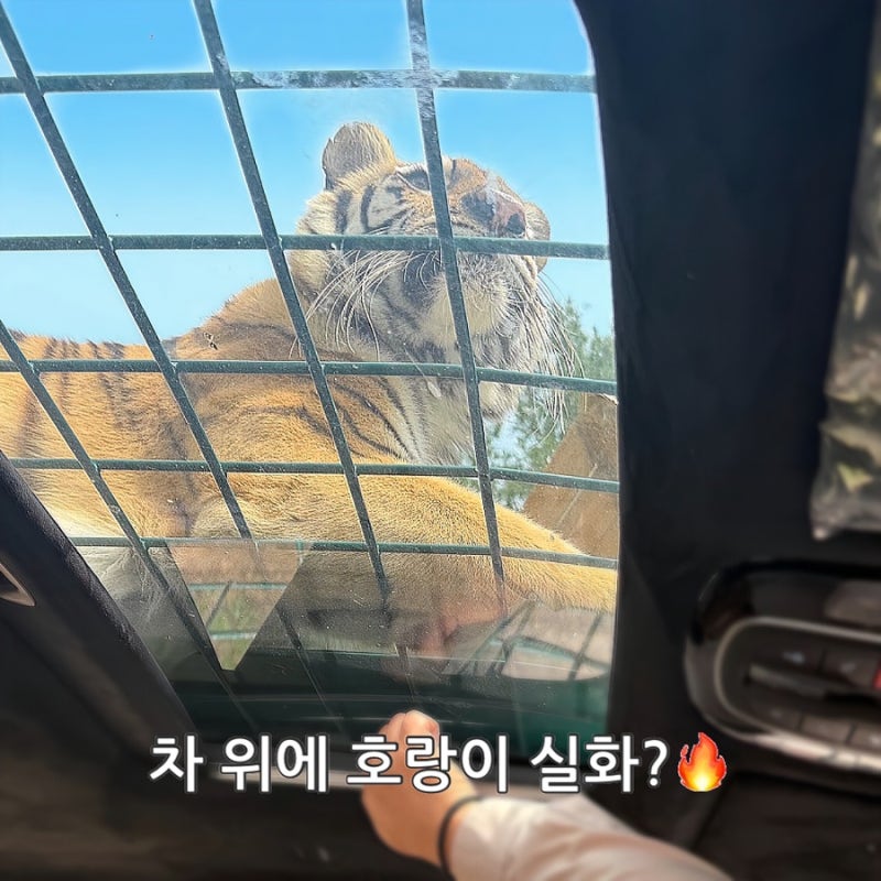용인 아이랑 에버랜드 사파리월드 스페셜투어 예약부터 후기까지 총정리