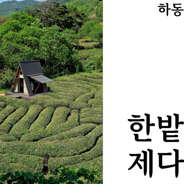  [하동여행] 하동 한밭제다에서 우전 녹차 수확 차만들기 체험 차시만들기 with 파머투비