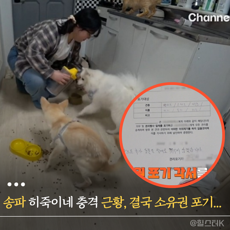 <b>개늑시</b>2 강형욱 "불쌍하다고 키우면 안 돼", 송파 히죽이네 결국... 