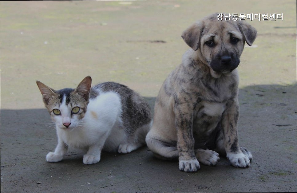 강남동물메디컬센터 사진 5
