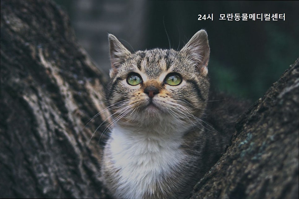 모란동물메디컬센터 쌍령점 사진 5