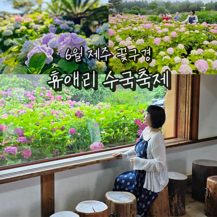  제주 휴애리 수국축제 6월 제주도 동쪽 여행 수국 명소