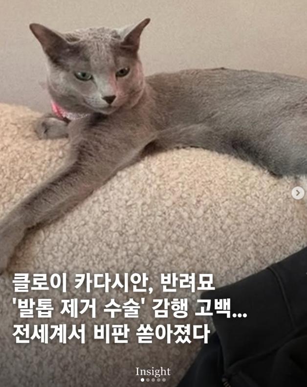 클로이 카다시안, 반려묘 발톱 제거 수술 감행 고백, 전세계서 비판 쏟아졌다