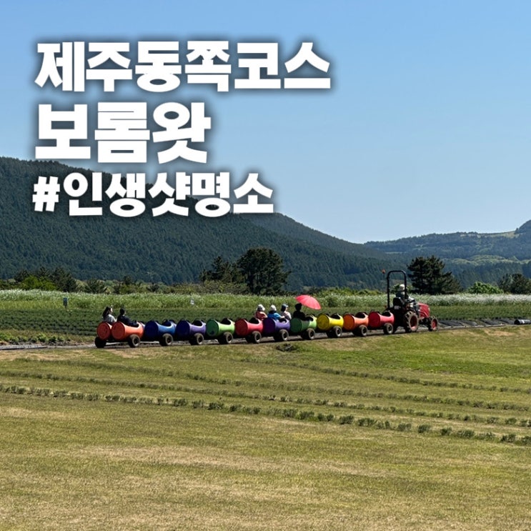  [제주 동쪽 코스] 보롬왓 메밀꽃 청보리밭 인생샷 후기