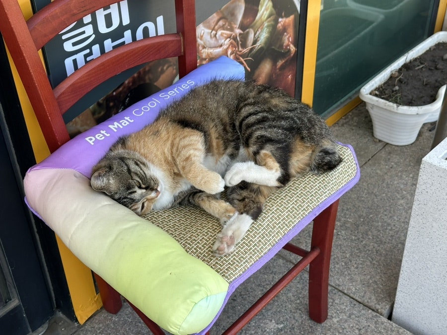 제주밀당 사진 3
