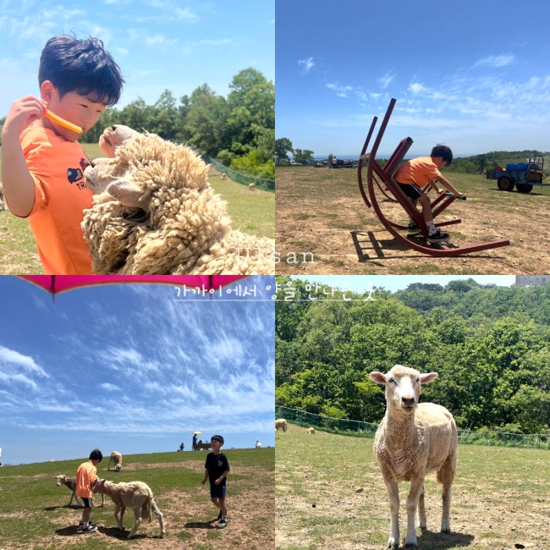 울산 아이랑 가볼만한곳 양떼목장 입장료