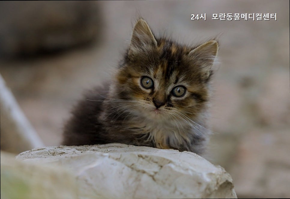 모란동물메디컬센터 쌍령점 사진 2